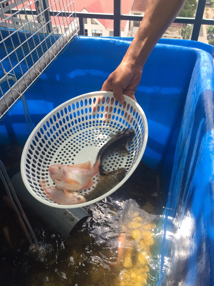 Thùng Nhựa Như Phương nuoi-ca-tai-nha Nuôi cá tại nhà có nên không ? và những điều cần nên biết khi nuôi cá Thông tin  