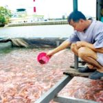 Thùng Nhựa Như Phương nuoi-ca-an-trong-nha-150x150 Nuôi cá ăn tại nhà, nuôi cá thịt trong bể nhựa tại nhà mà bạn cần biết Thông tin  