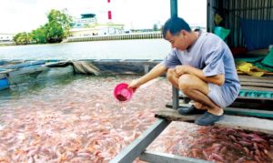Thùng Nhựa Như Phương nuoi-ca-an-trong-nha-300x179 Nuôi cá ăn tại nhà, nuôi cá thịt trong bể nhựa tại nhà mà bạn cần biết Thông tin  